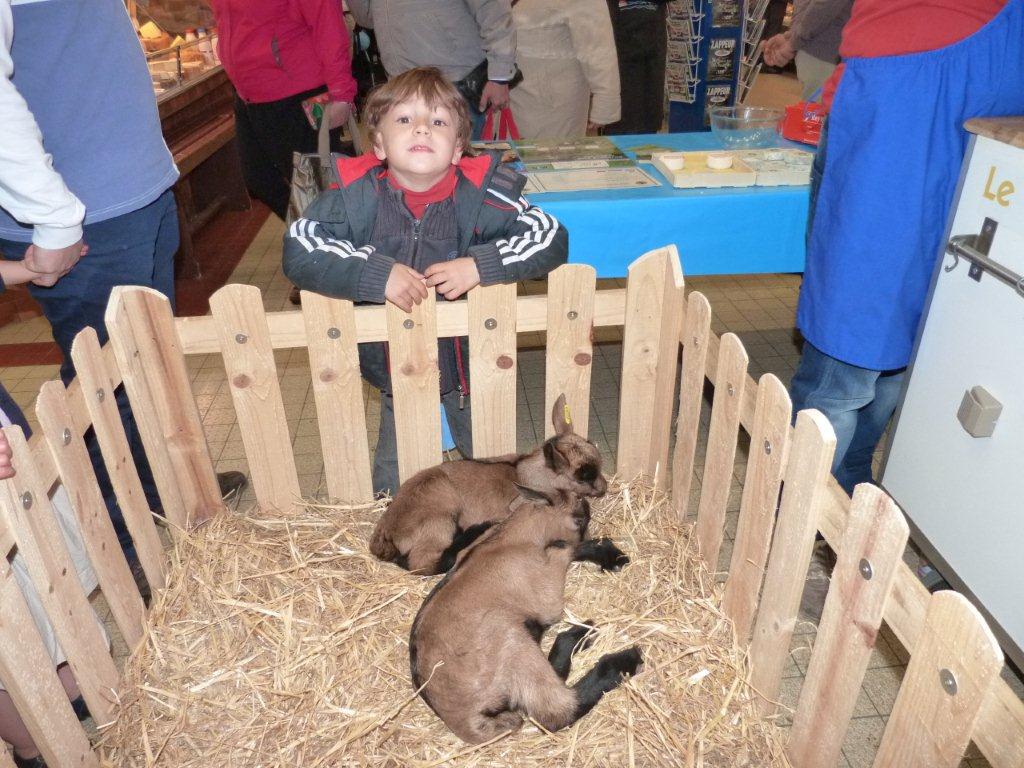 halles_de_narbonne_animation_fromage_chevre_camelot_ecu_pays_cathare_aude_laine_gandolf_haloir_oules-20-04-2013-14_