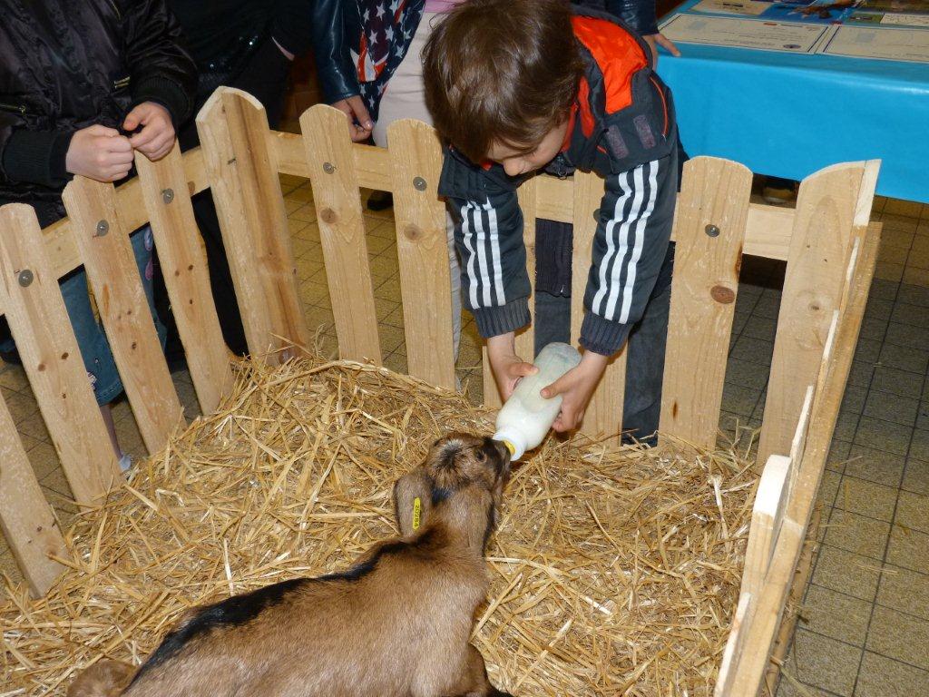 halles_de_narbonne_animation_fromage_chevre_camelot_ecu_pays_cathare_aude_laine_gandolf_haloir_oules-20-04-2013-22_