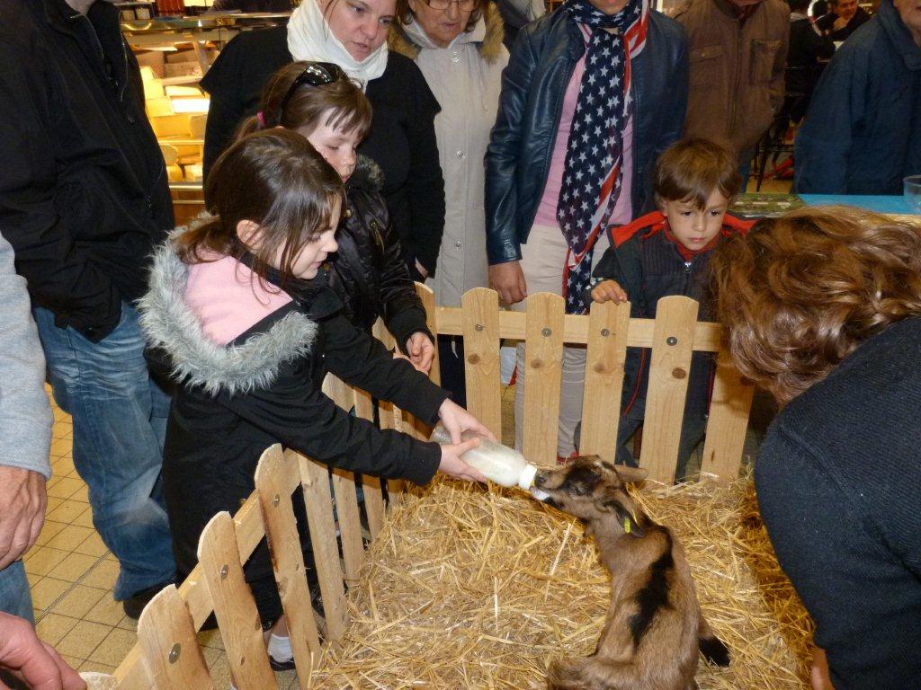 halles_de_narbonne_animation_fromage_chevre_camelot_ecu_pays_cathare_aude_laine_gandolf_haloir_oules-20-04-2013-28_