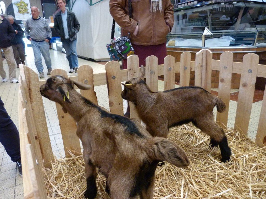 halles_de_narbonne_animation_fromage_chevre_camelot_ecu_pays_cathare_aude_laine_gandolf_haloir_oules-20-04-2013-45_