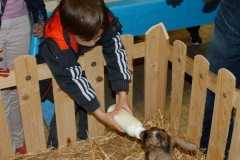 halles_de_narbonne_animation_fromage_chevre_camelot_ecu_pays_cathare_aude_laine_gandolf_haloir_oules-20-04-2013-21_