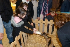 halles_de_narbonne_animation_fromage_chevre_camelot_ecu_pays_cathare_aude_laine_gandolf_haloir_oules-20-04-2013-28_