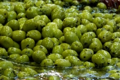 Produits_halles_narbonne_olives
