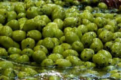 Produits_halles_narbonne_olives