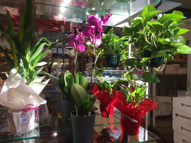 halles_narbonne_le_jardin_de_sophie_fleuriste_bergoin-07