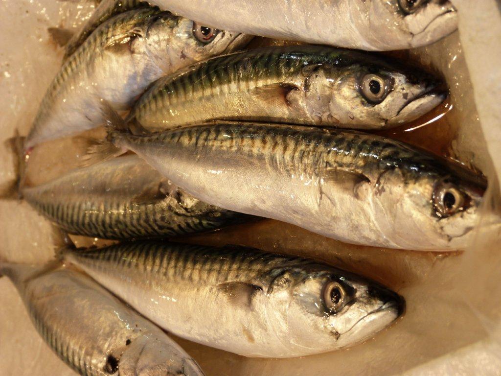 Sardine Océan Atlantique - 500g - Les Halles de Narbonne