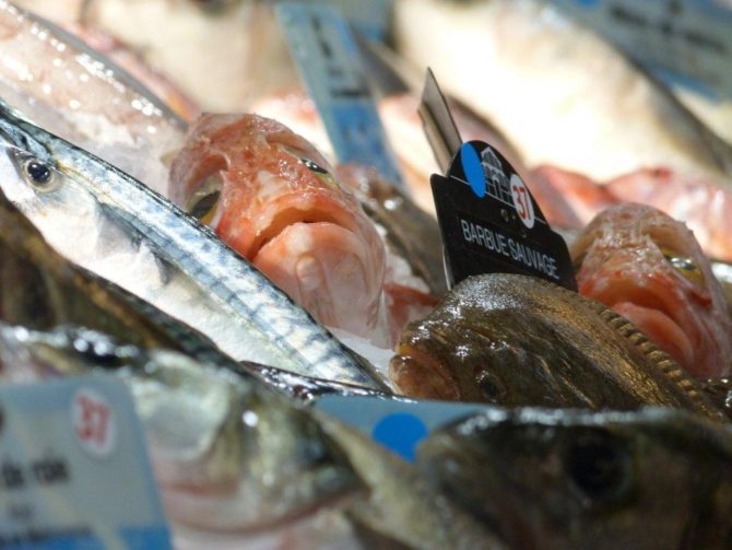 halles_narbonne_camille_eychenne_hippocampe_le_grand_bleu_poissonnier-24