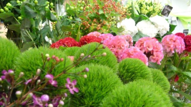 halles_narbonne_fleuriste_chez_rolande_fleurs_artisan-04