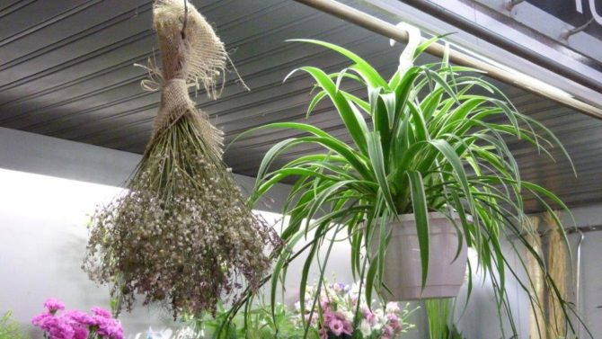 halles_narbonne_fleuriste_chez_rolande_fleurs_artisan-06