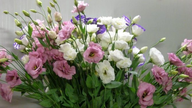 halles_narbonne_fleuriste_chez_rolande_fleurs_artisan-07