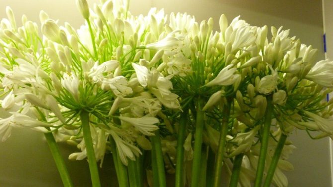 halles_narbonne_fleuriste_chez_rolande_fleurs_artisan-09