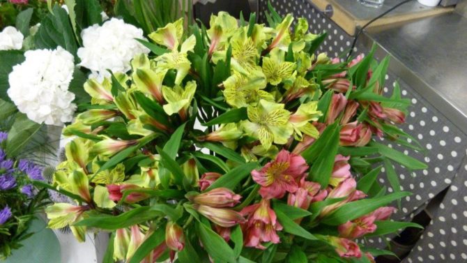 halles_narbonne_fleuriste_chez_rolande_fleurs_artisan-11