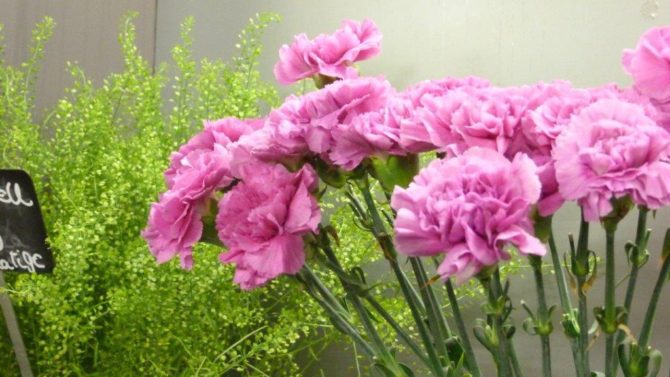 halles_narbonne_fleuriste_chez_rolande_fleurs_artisan-12