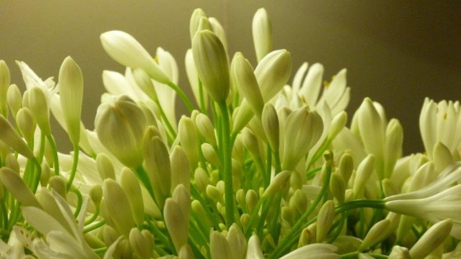 halles_narbonne_fleuriste_chez_rolande_fleurs_artisan-13