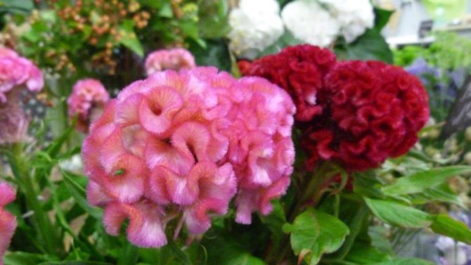 halles_narbonne_fleuriste_chez_rolande_fleurs_artisan-18